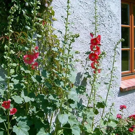 度假居 Steinbeck In The Estate Barn Thorstorf